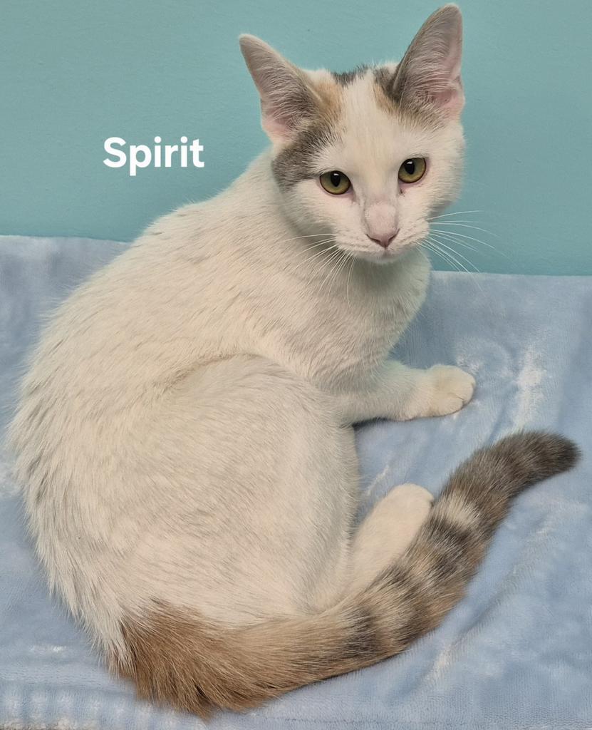 Spirit, Adopted, Young Female Domestic Short Hair.