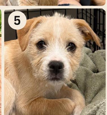 Enlarge Tweety, an adopted mixed breed in Eutawville, SC image 2/5