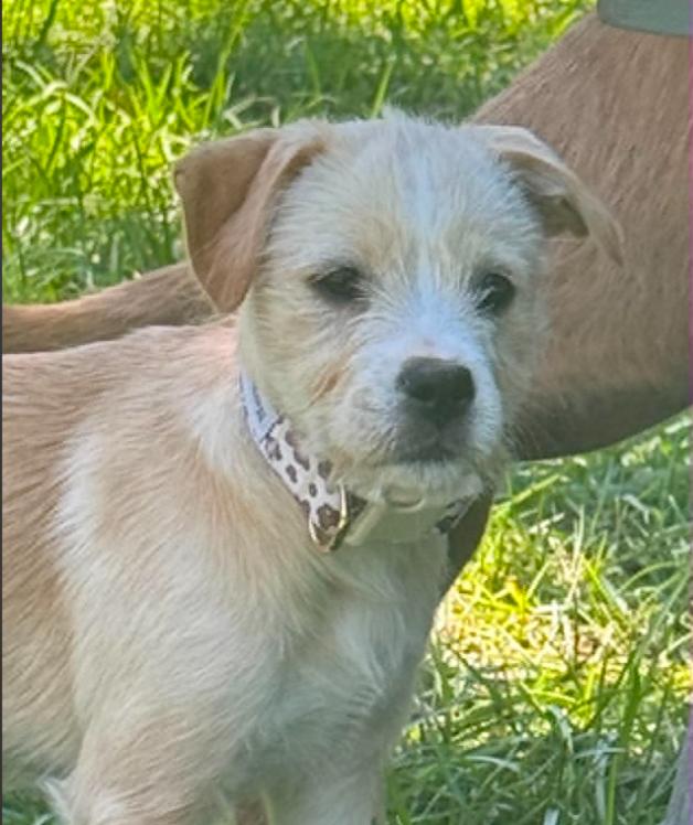 Enlarge Tweety, an adopted mixed breed in Eutawville, SC image 5/5