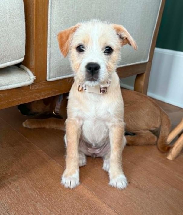 Tweety, adopted, Puppy Female Mixed Breed.