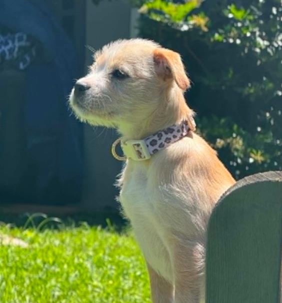 Enlarge Tweety, an adopted mixed breed in Eutawville, SC image 4/5