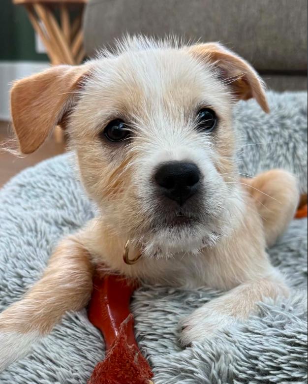 Enlarge Tweety, an adopted mixed breed in Eutawville, SC image 3/5