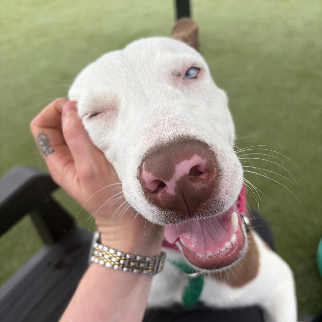Gingersnap, Adoptable, Young Female Mixed Breed.