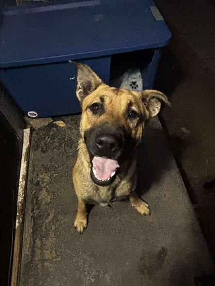 Winnie, Adoptable, Adult Female German Shepherd Dog.