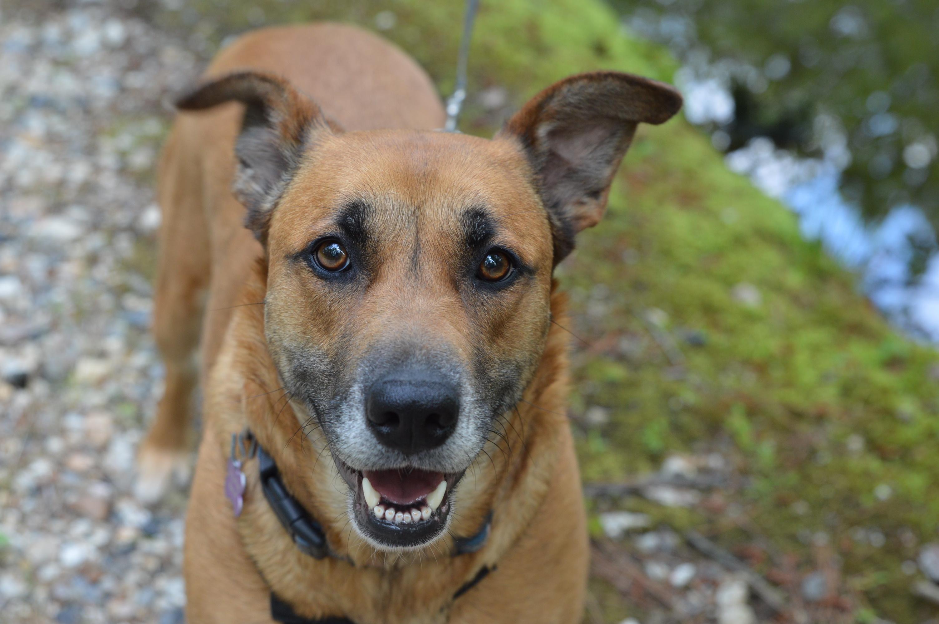 Venus crate & potty trained, a Adoptable mixed breed in Concord, NH image 4/6