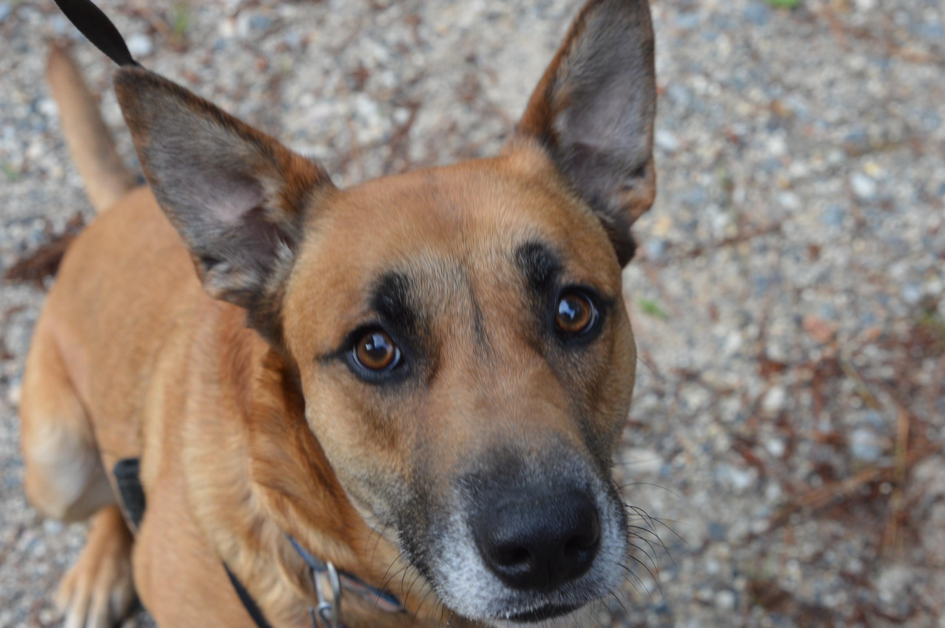 Venus crate & potty trained, adoptable, Adult Female Shepherd & Mixed Breed.