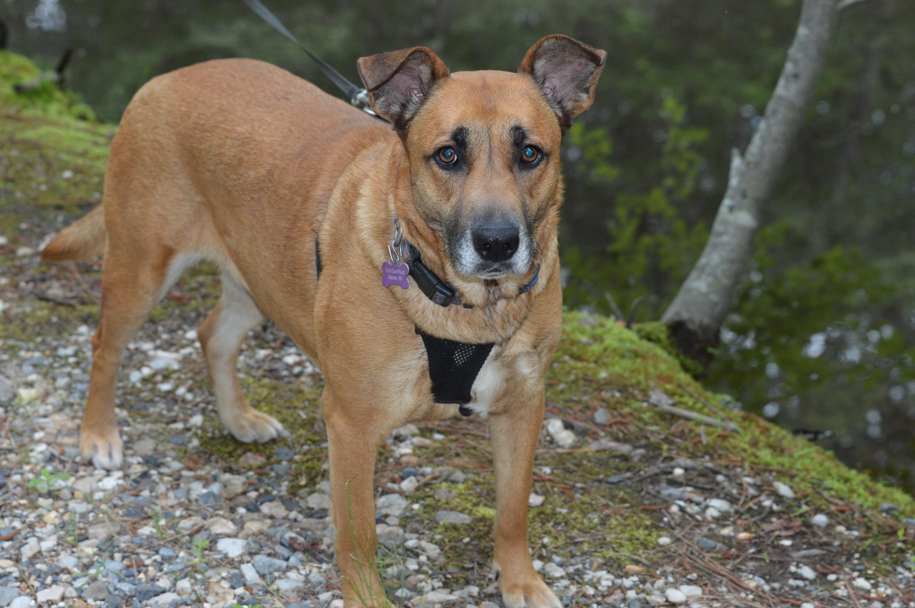 Venus crate & potty trained, a Adoptable mixed breed in Concord, NH image 1/6