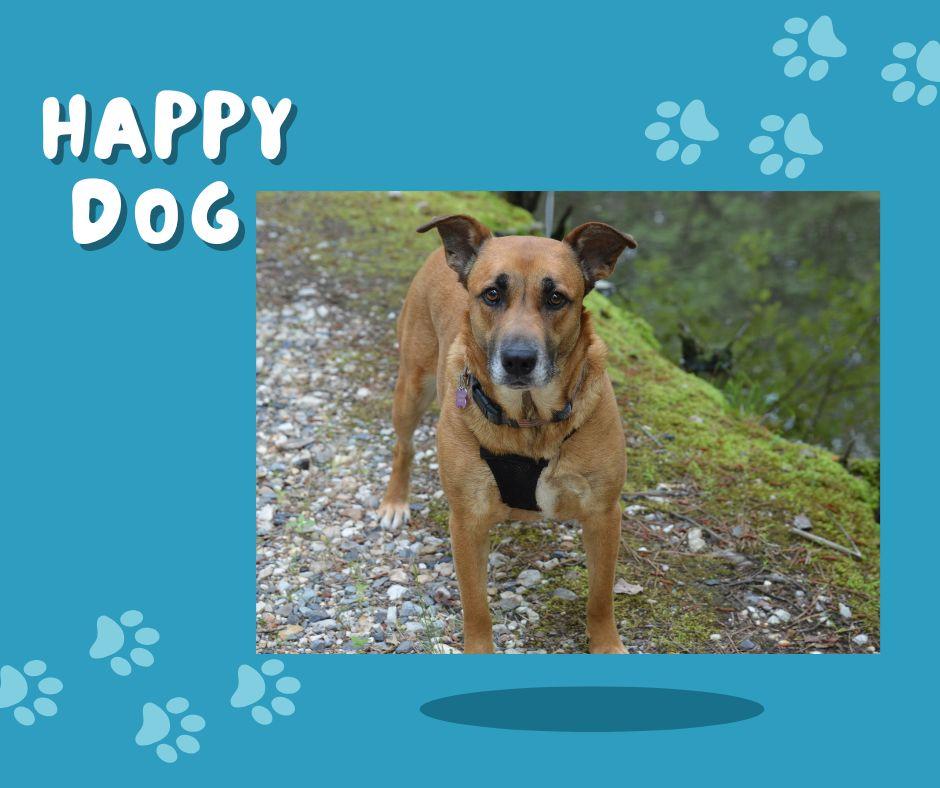 Venus crate & potty trained, a Adoptable mixed breed in Concord, NH image 3/6