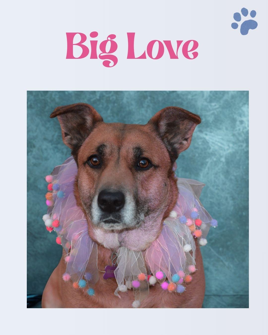 Venus crate & potty trained, adoptable, Adult Female Shepherd & Mixed Breed.