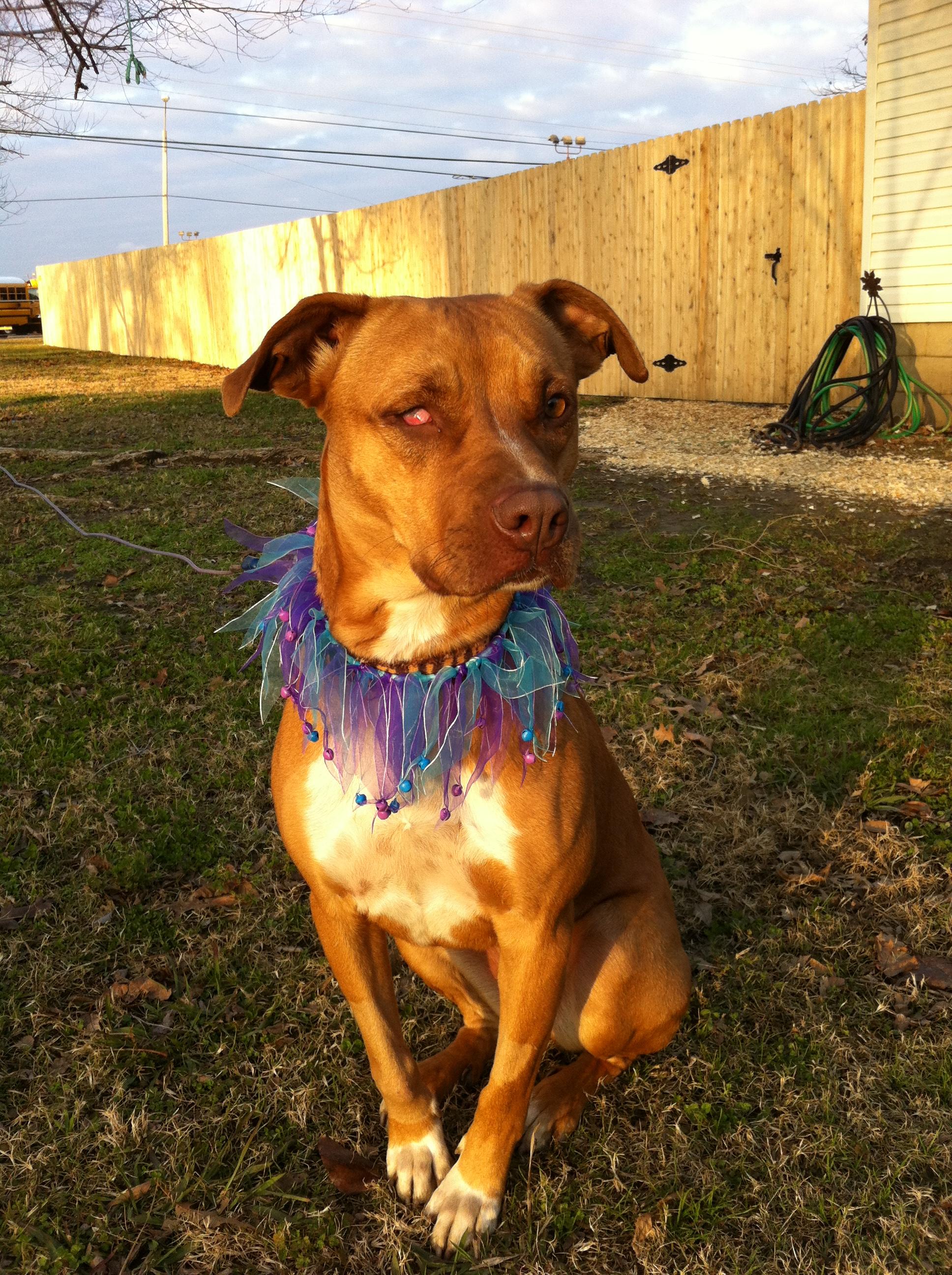 Cinnamon photo 2