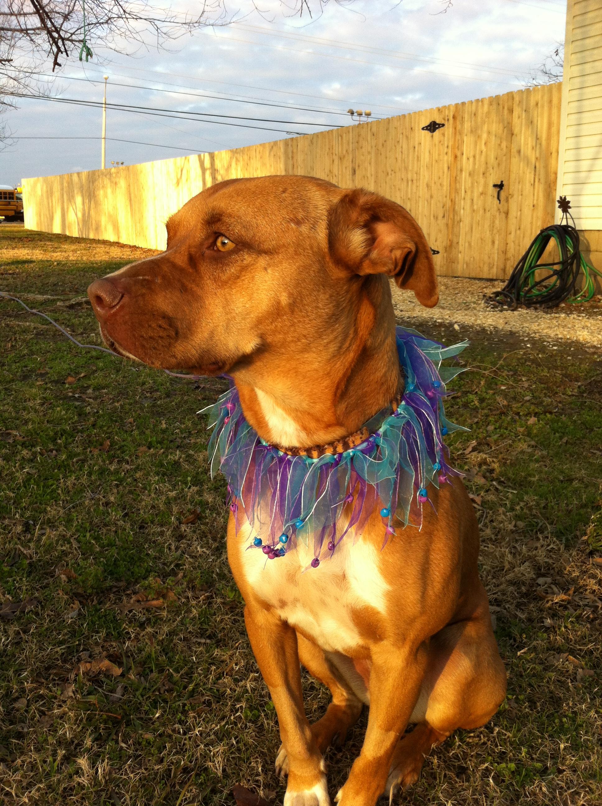 Cinnamon photo 3