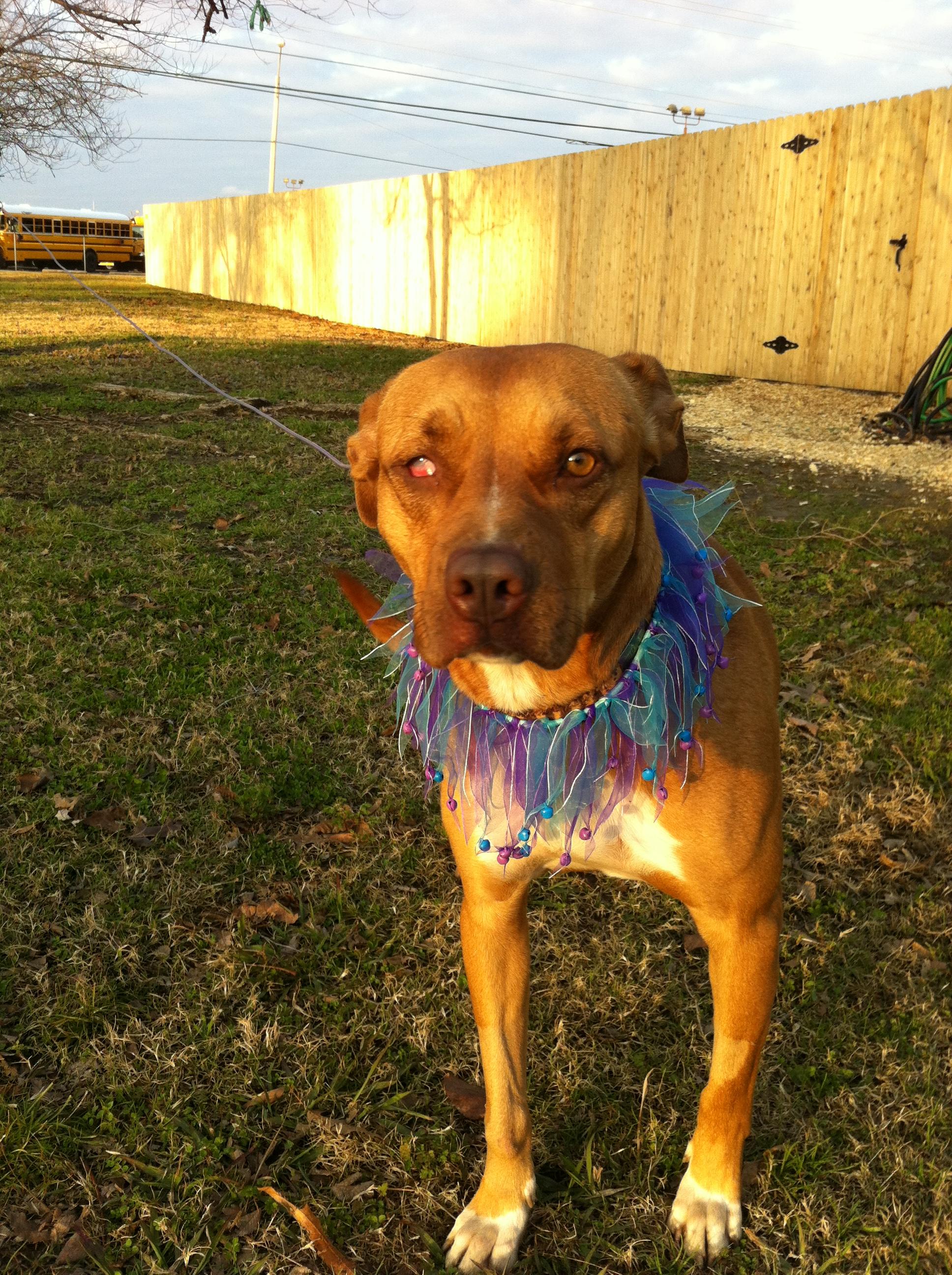 Cinnamon photo 4