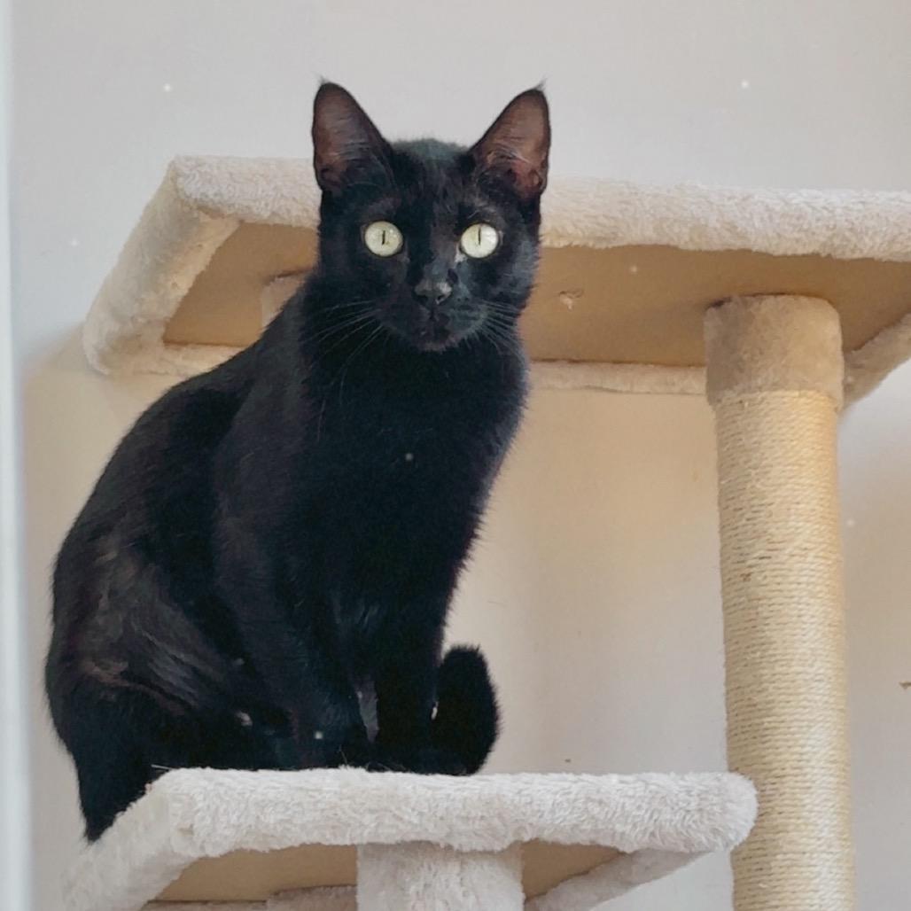 Madame Minuit, Adoptable, Adult Female Domestic Short Hair.