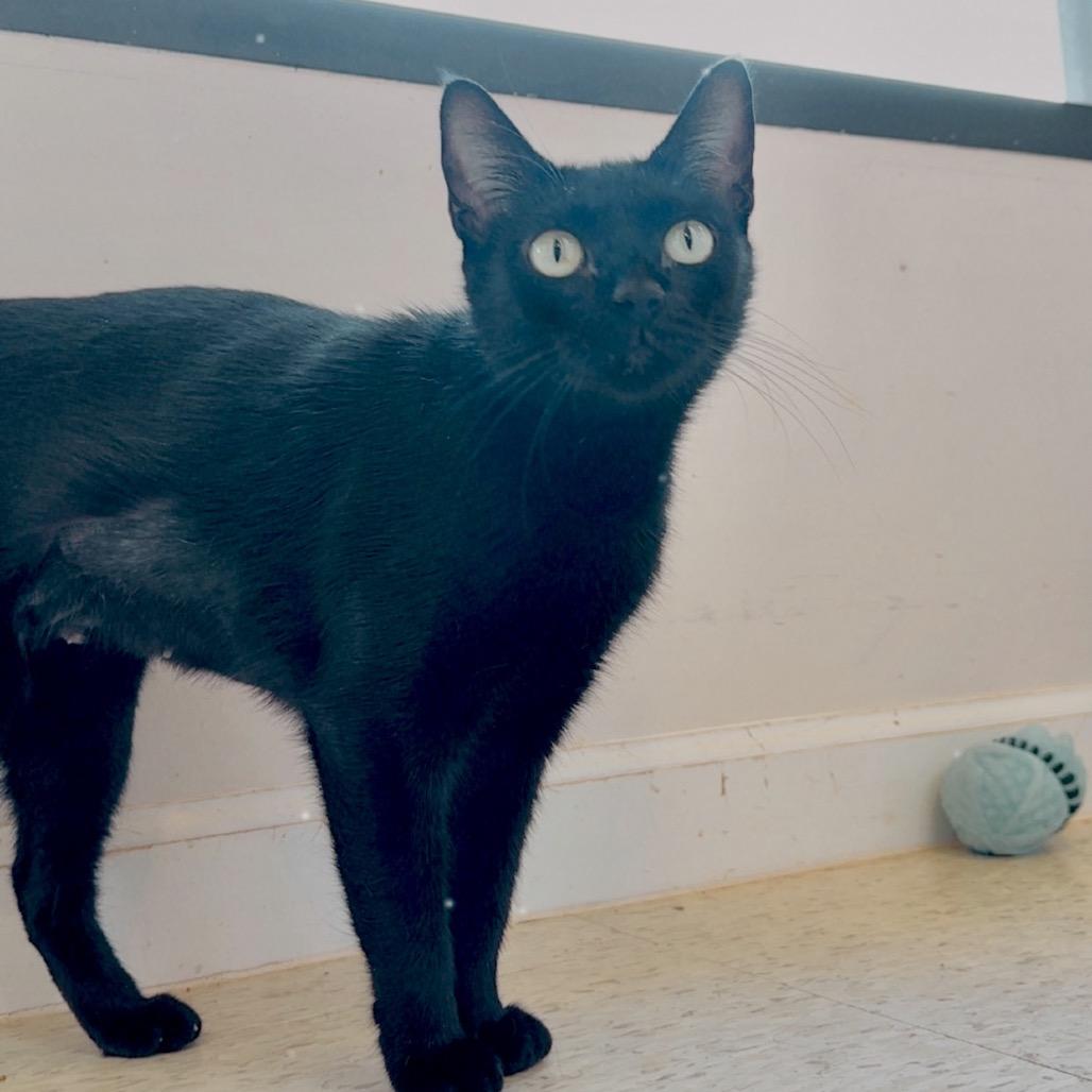 Madame Minuit, a Adoptable Domestic Short Hair in Livingston, TX image 2/3