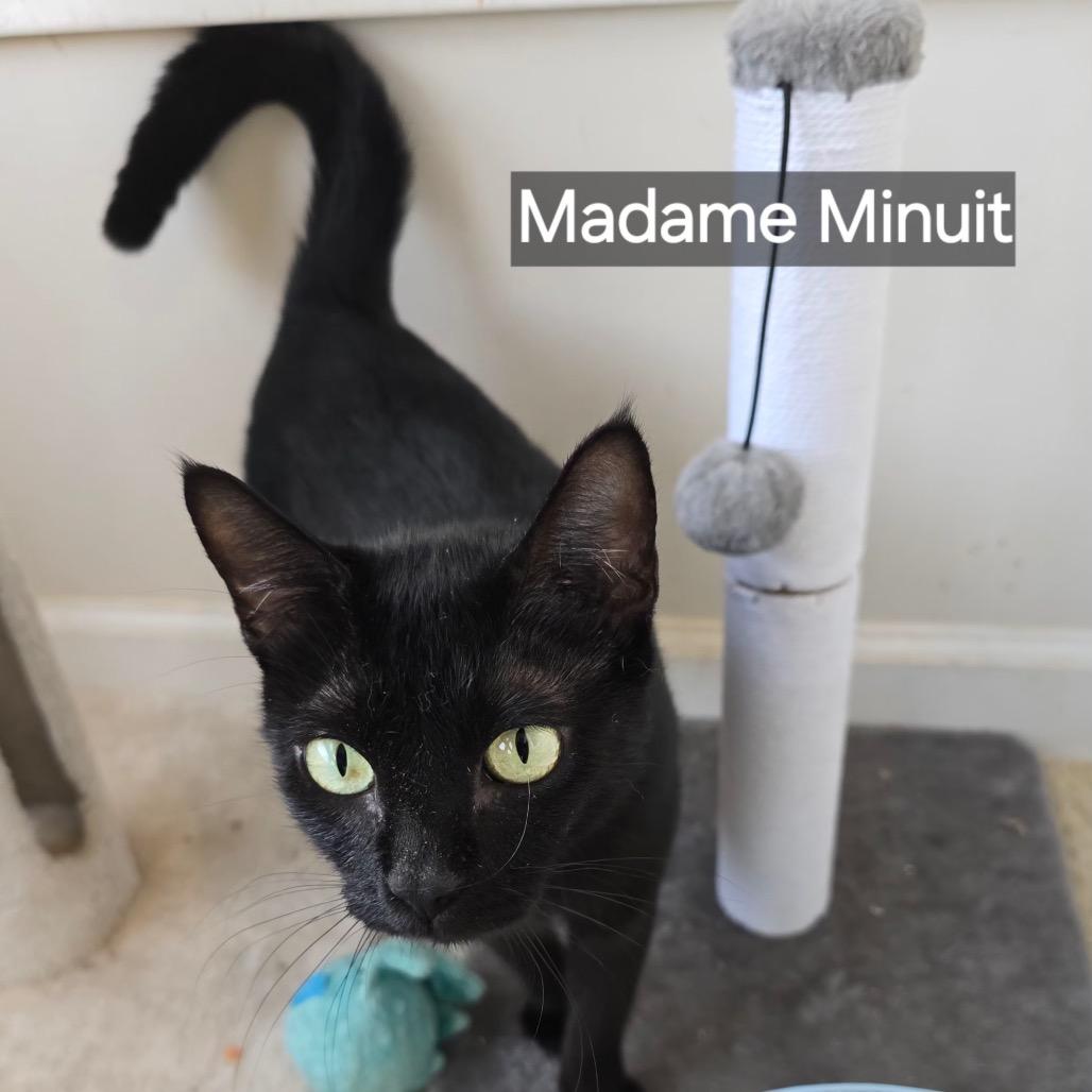 Madame Minuit, a Adoptable Domestic Short Hair in Livingston, TX image 3/3