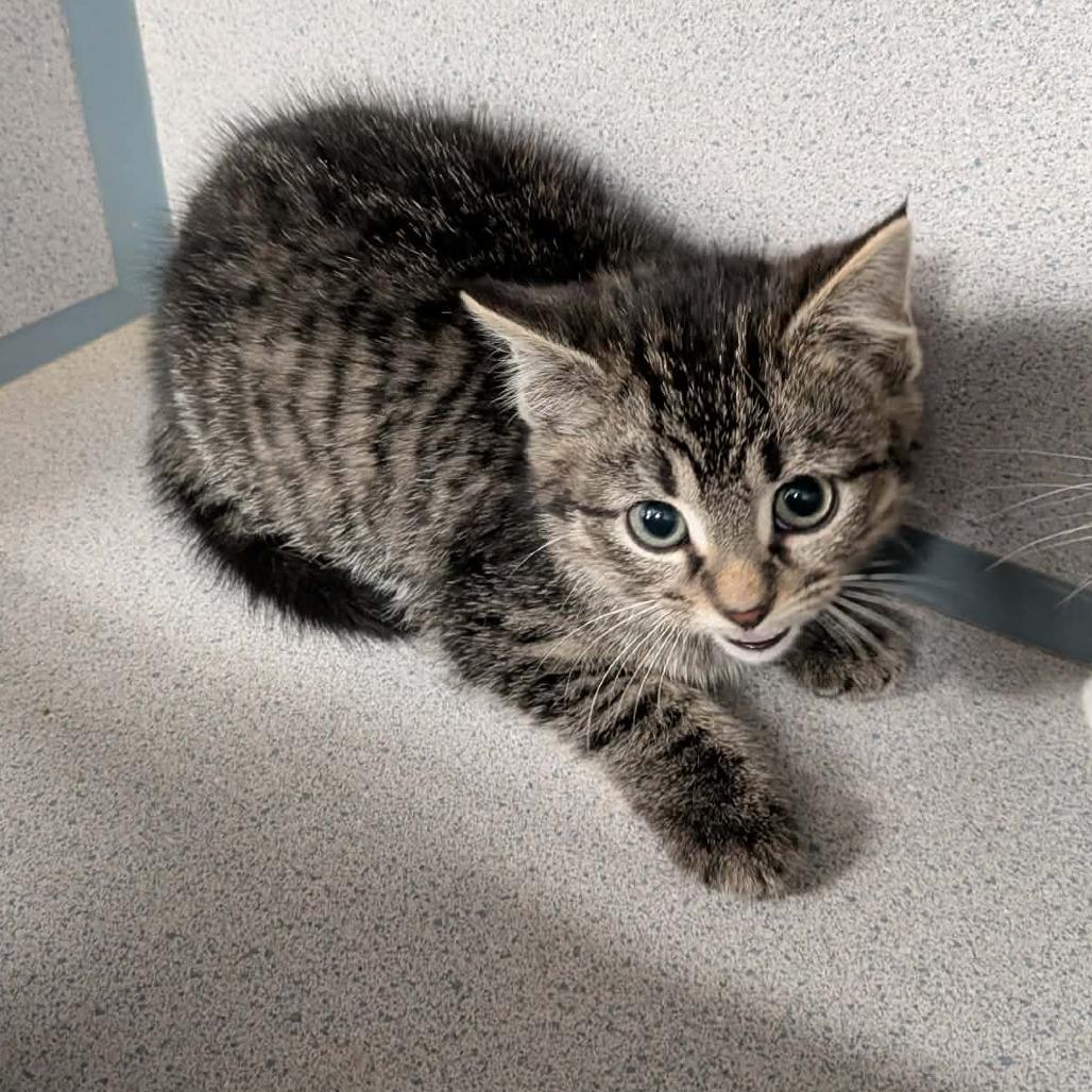 Enlarge Sriracha, a Adoptable Domestic Medium Hair in Greenville, PA image 1/2