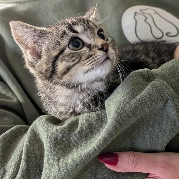 Enlarge Sriracha, a Adoptable Domestic Medium Hair in Greenville, PA image 2/2