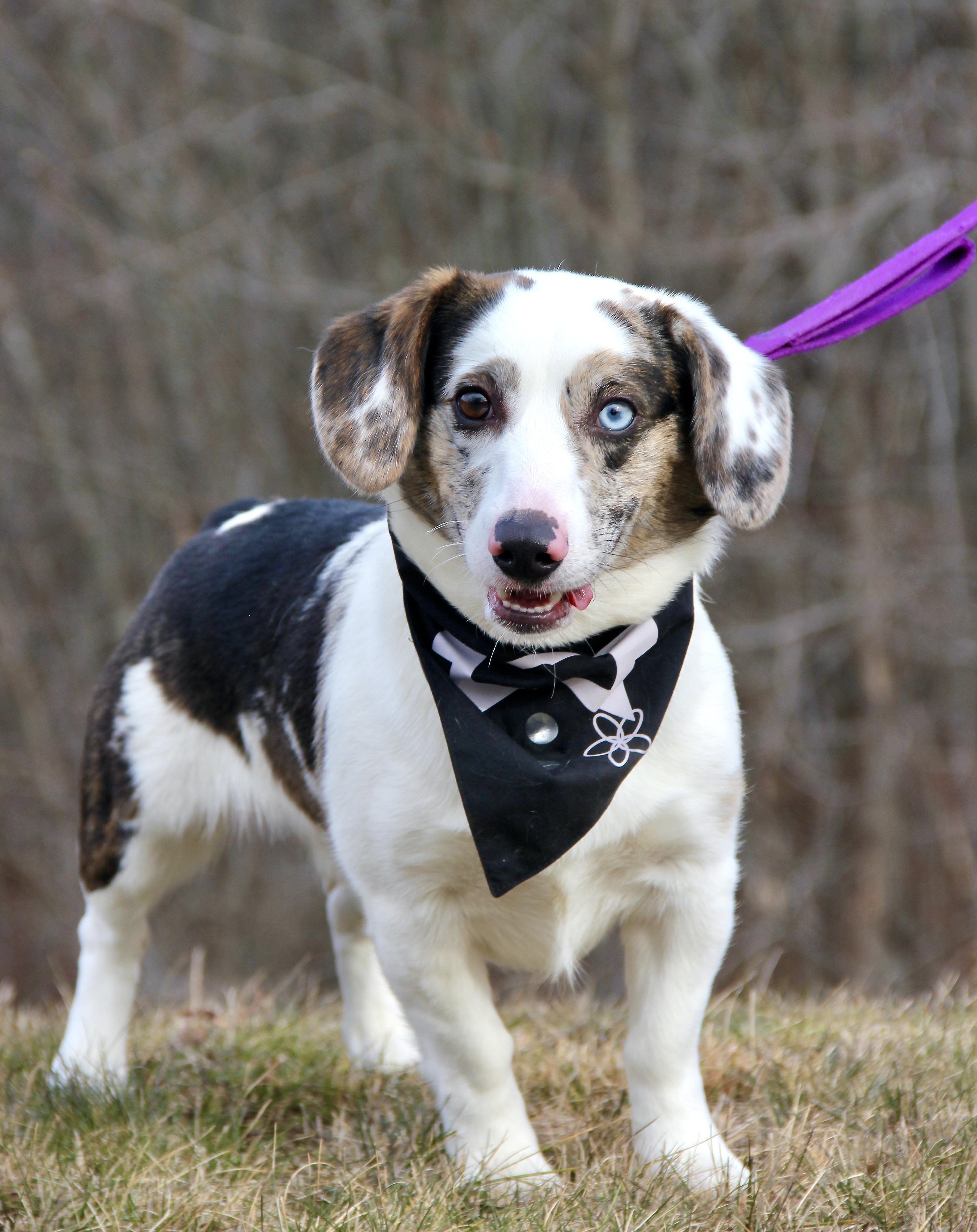 Louie, adopted, Adult Male Corgi.