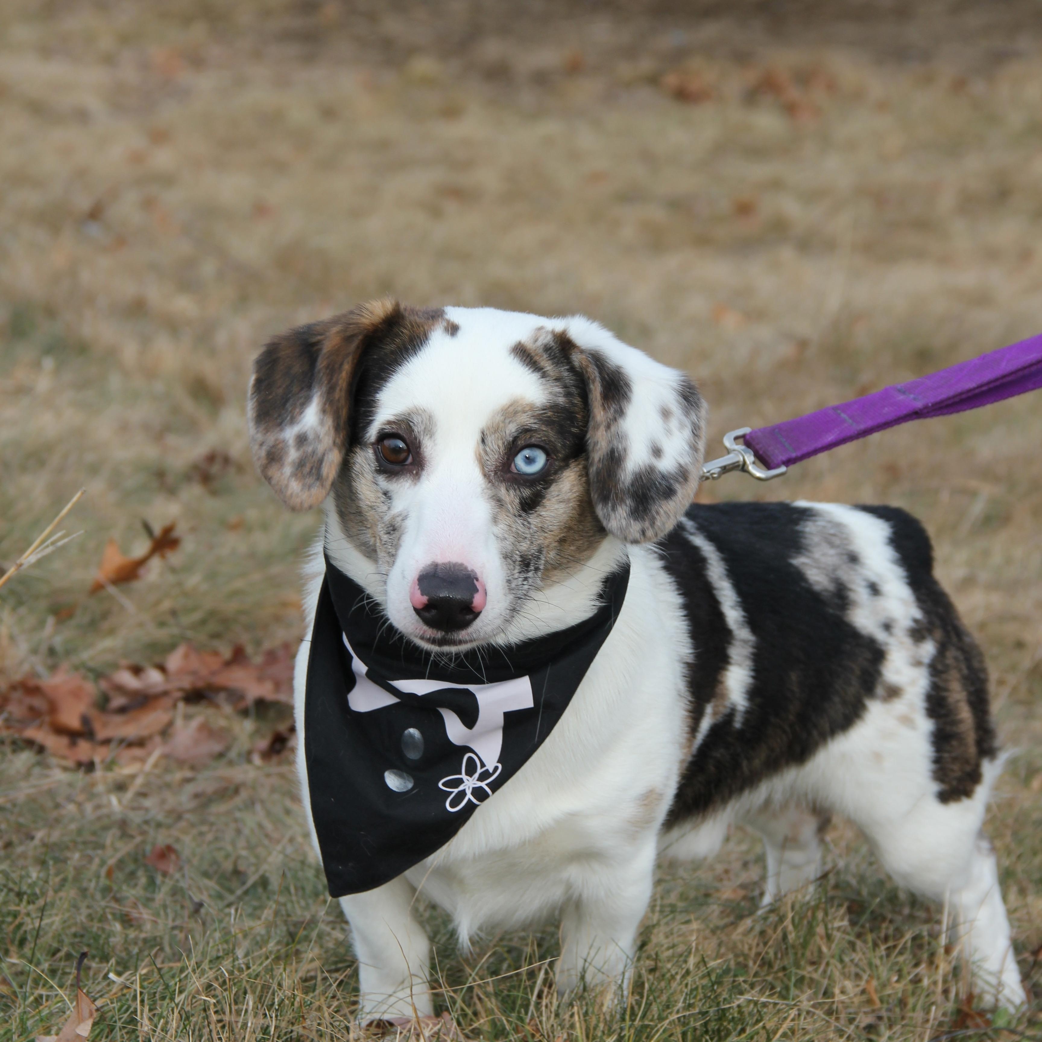 Louie, an adopted mixed breed in Warwick, RI image 3/5