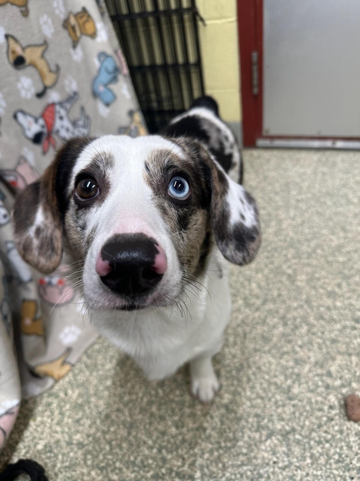 Louie, ADOPTABLE, Adult Male Corgi.