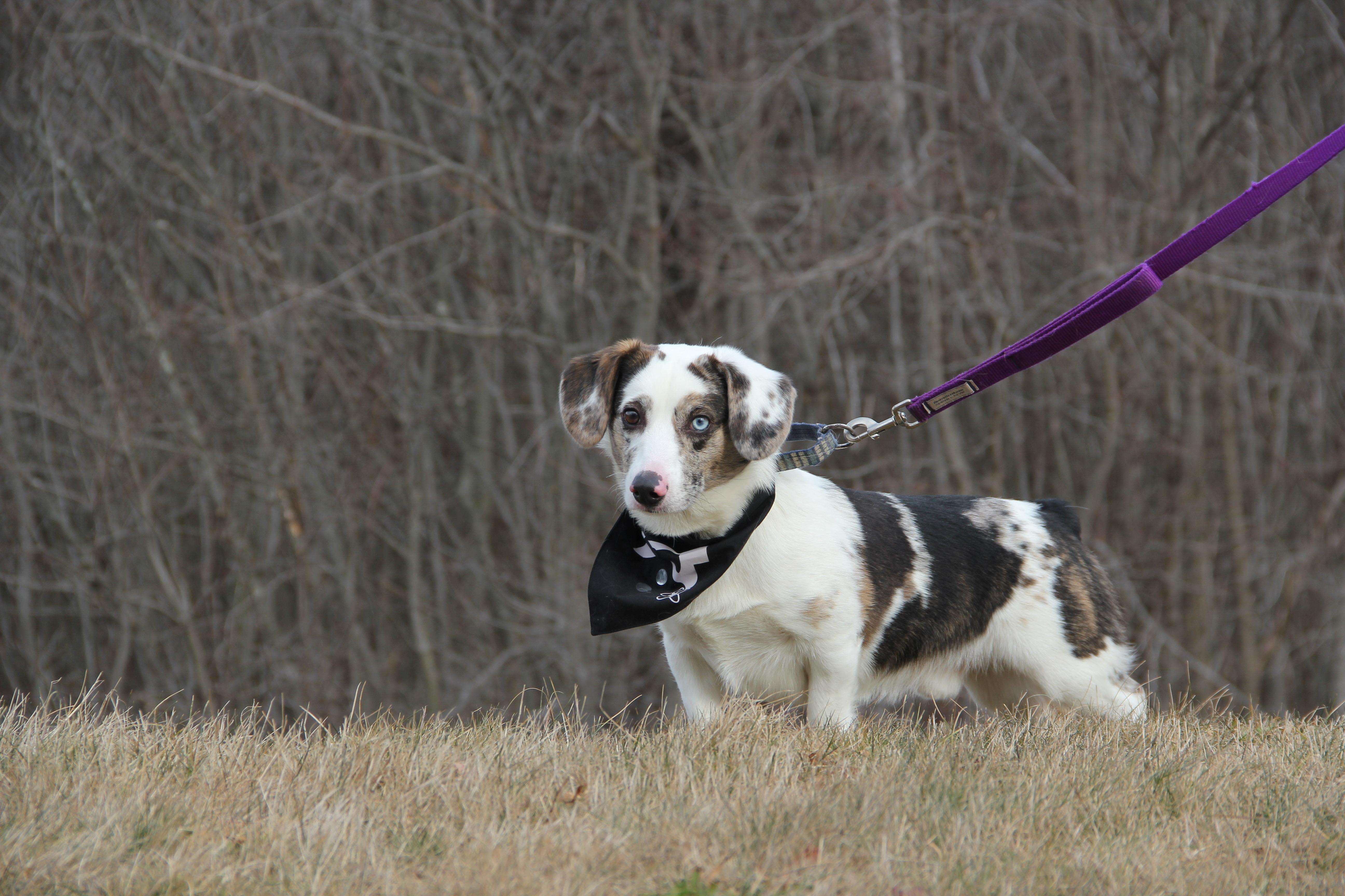 Louie, an adopted mixed breed in Warwick, RI image 2/5