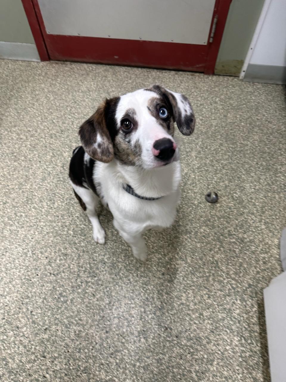 Enlarge Louie, a ADOPTABLE mixed breed in Warwick, RI image 2/2