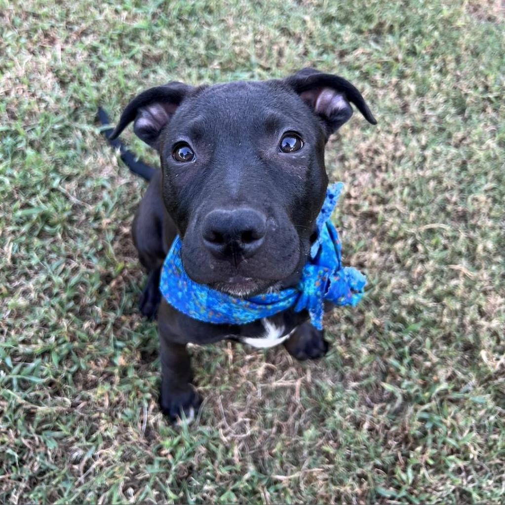 Cameron, a Adoptable mixed breed in Stillwater, OK image 1/6