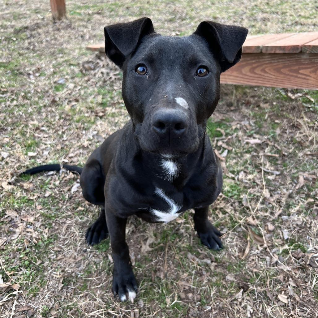 Cameron, a Adoptable mixed breed in Stillwater, OK image 2/6