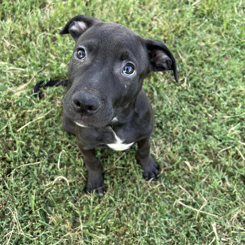 Cameron, a Adoptable mixed breed in Stillwater, OK image 3/6