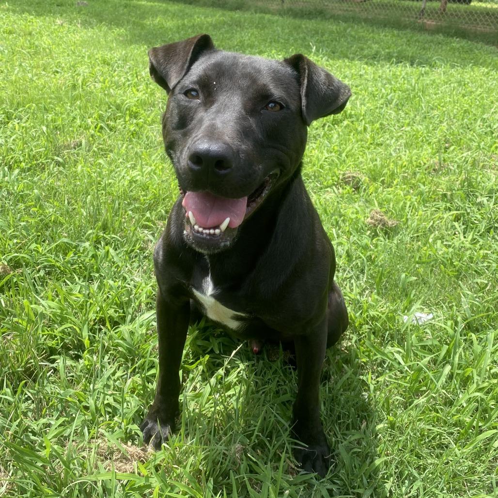 Enlarge Cameron, a Adoptable mixed breed in Stillwater, OK image 3/6