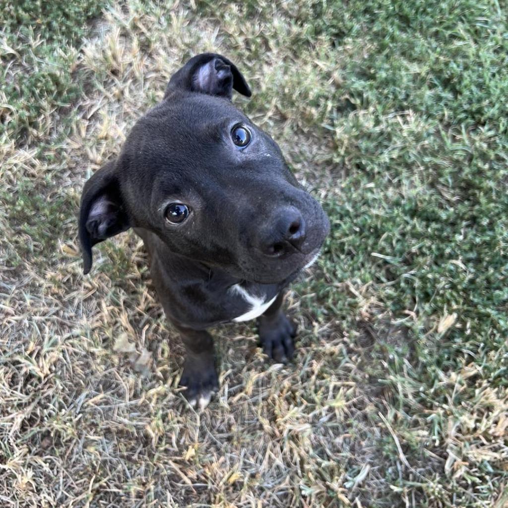 Cameron, a Adoptable mixed breed in Stillwater, OK image 4/6