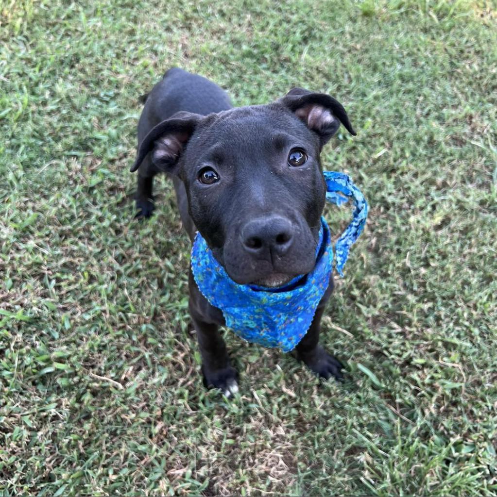 Cameron, a Adoptable mixed breed in Stillwater, OK image 5/6