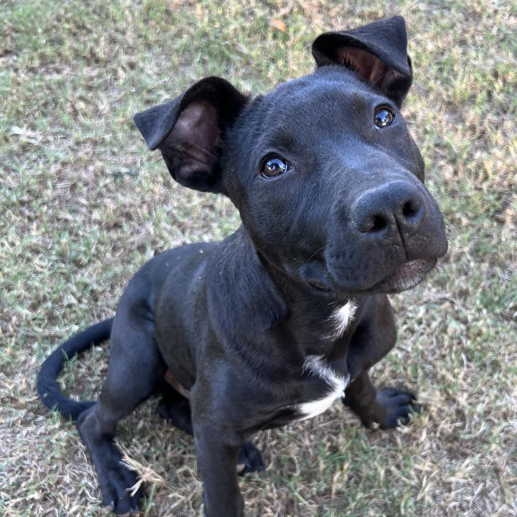 Cameron, a Adoptable mixed breed in Stillwater, OK image 6/6