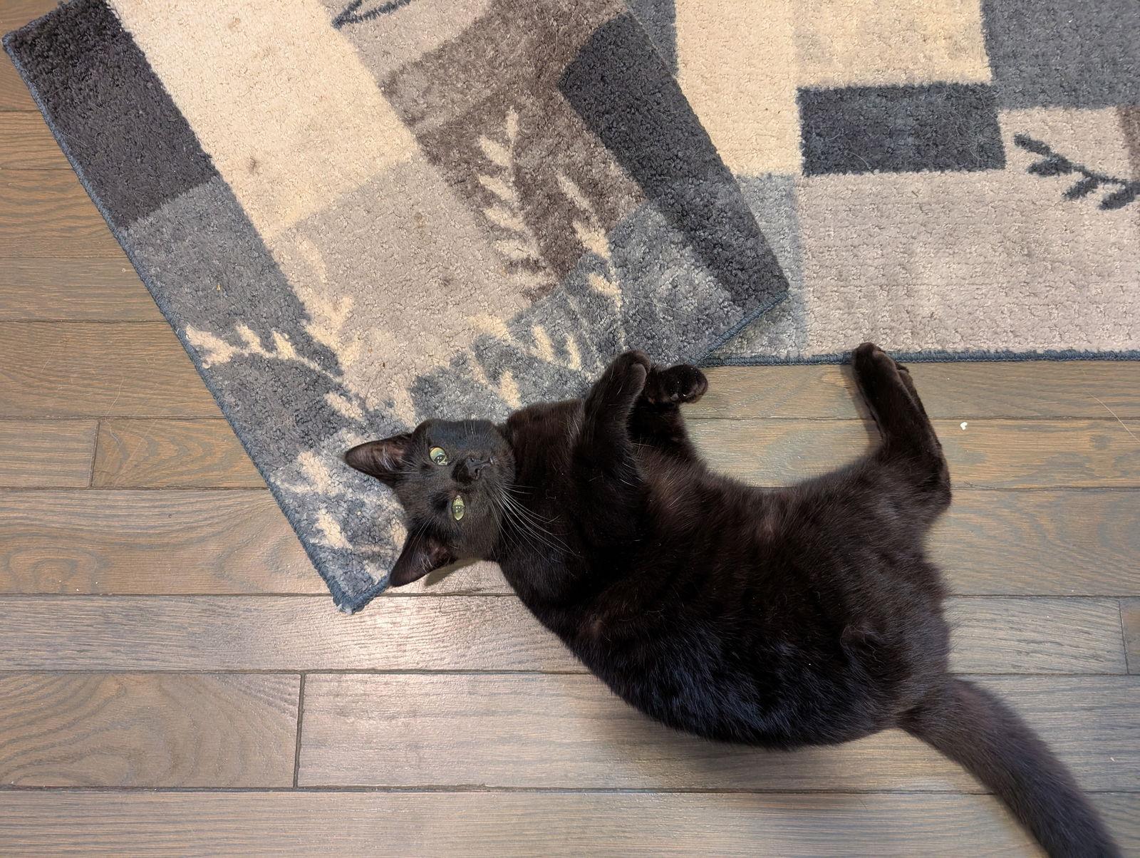 Enlarge Pip, a Adopted Domestic Short Hair in Milwaukee, WI image 1/3