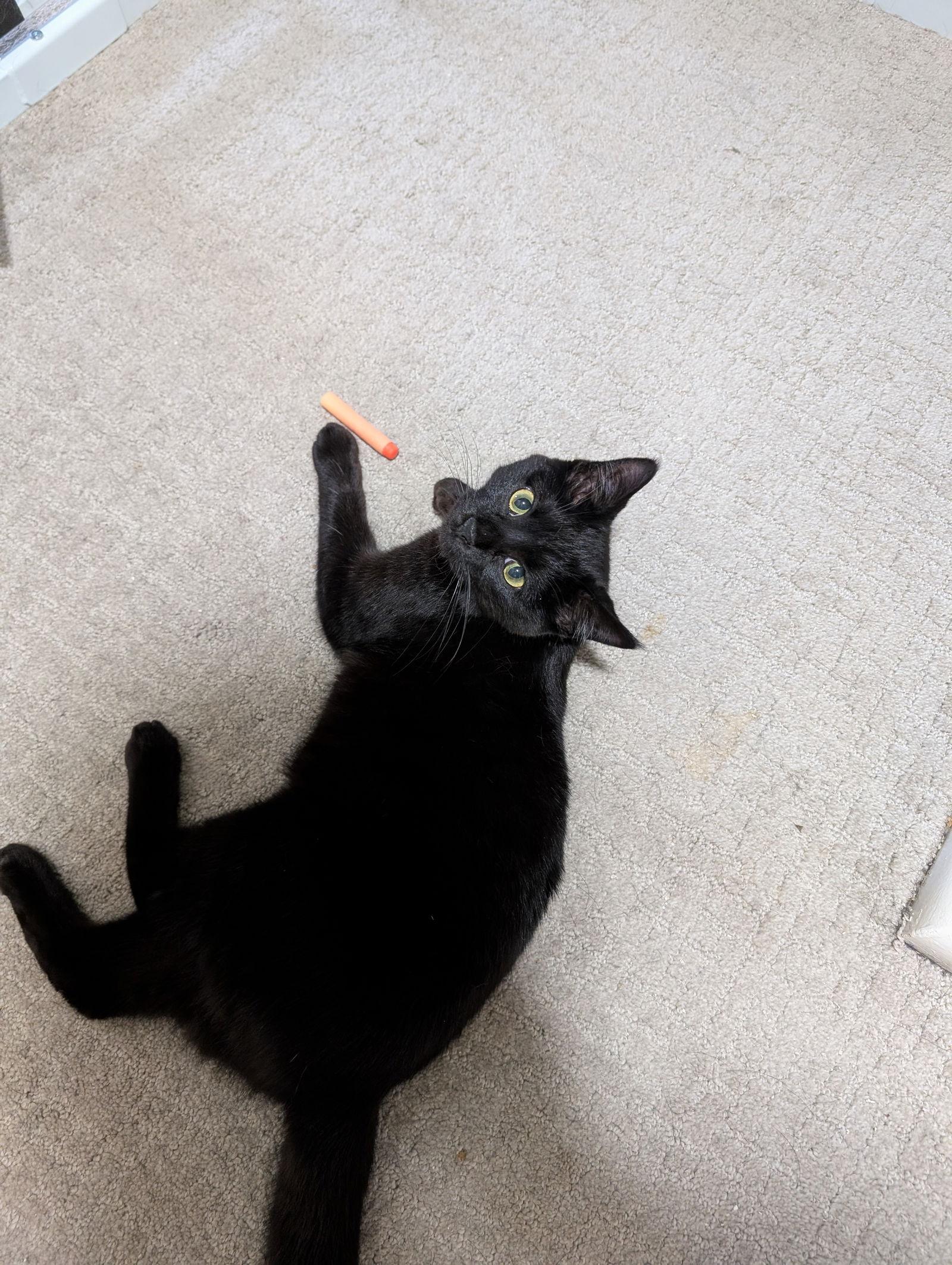 Enlarge Pip, a Adopted Domestic Short Hair in Milwaukee, WI image 2/3