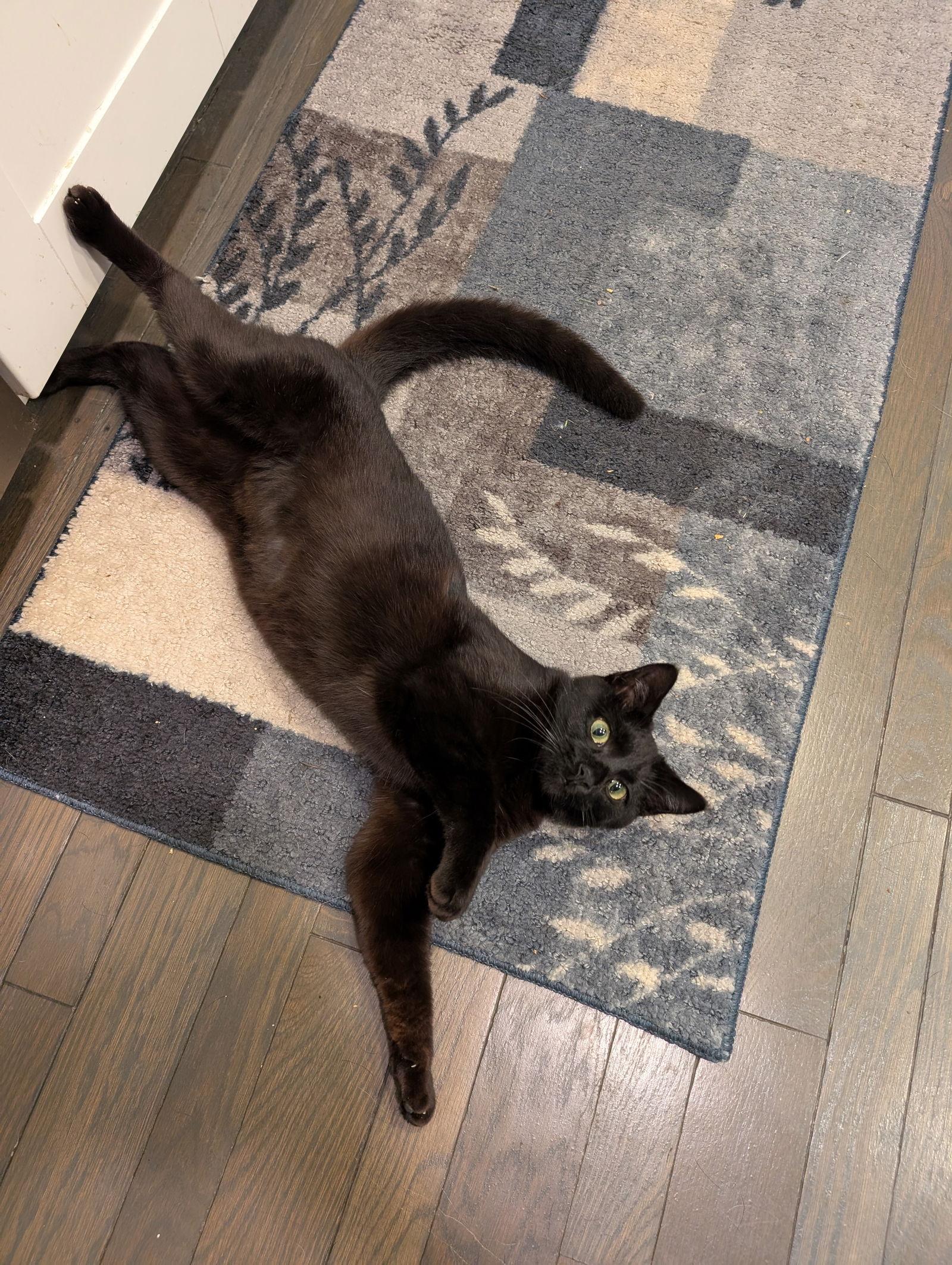 Enlarge Pip, a Adopted Domestic Short Hair in Milwaukee, WI image 3/3