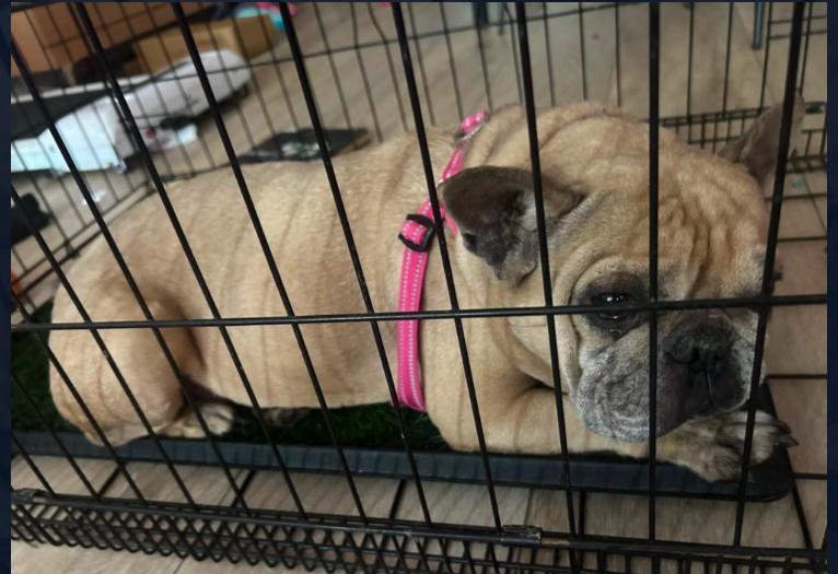 Enlarge Pumpkin, a ADOPTABLE French Bulldog in Los Angeles, CA image 2/2