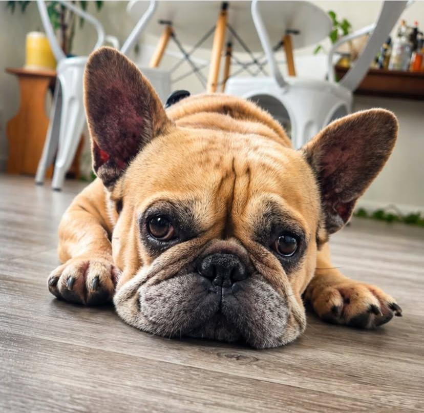 Enlarge Pumpkin, a ADOPTABLE French Bulldog in Los Angeles, CA image 1/2