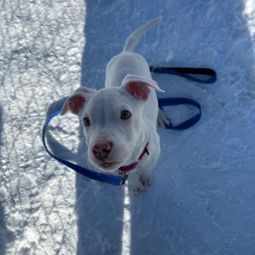 Athena, Adoptable, Puppy Female Mixed Breed.