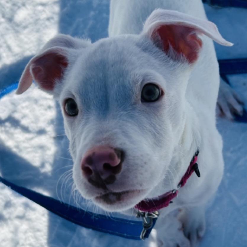 Enlarge Athena, a Adoptable Mixed Breed in Columbia Station, OH image 2/3