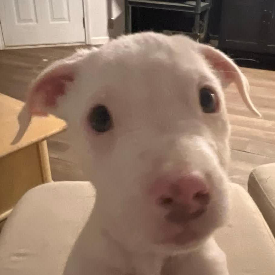 Enlarge Athena, a Adoptable Mixed Breed in Columbia Station, OH image 3/3