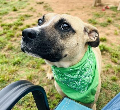 Spawlding $25 Foster, Adoptable, Adult Male Rhodesian Ridgeback & Mixed Breed.