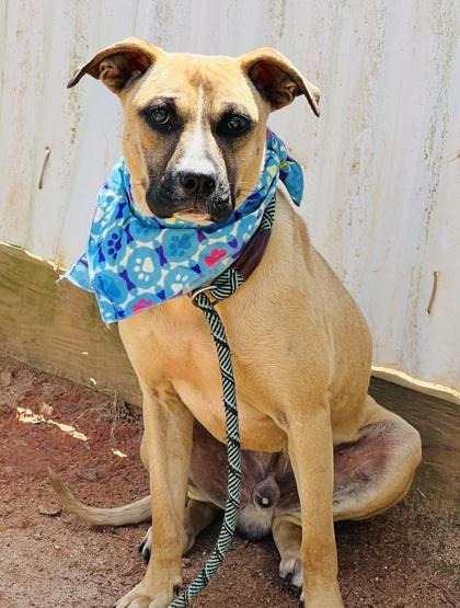 Spawlding $25 Foster, a Adoptable mixed breed in Seneca, SC image 2/3
