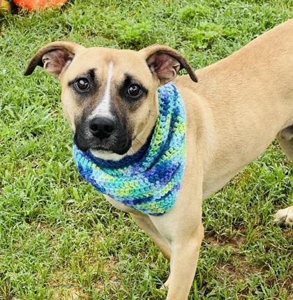 Spawlding $25 Foster, a Adoptable mixed breed in Seneca, SC image 3/3