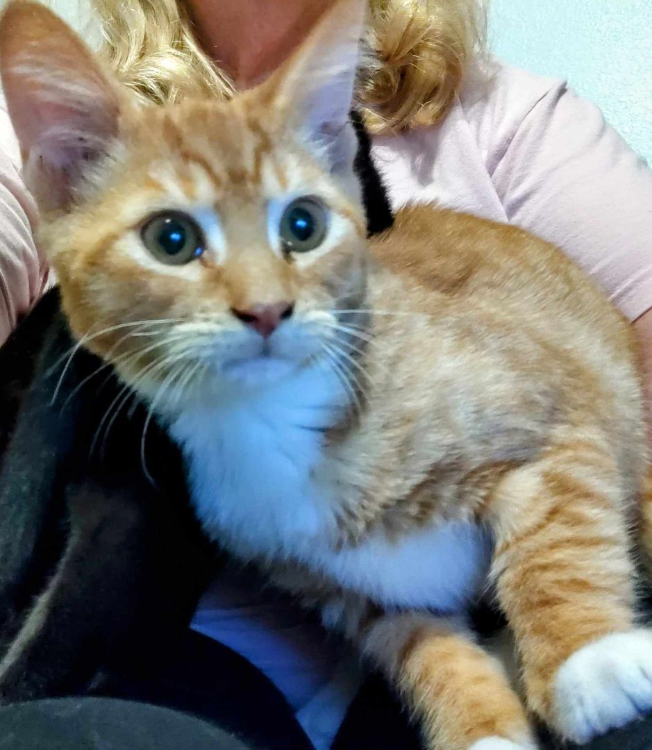 Tommy, Adopted, Kitten Male Tabby.