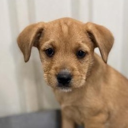 Nellie, adopted, Puppy Female Retriever & Shepherd.