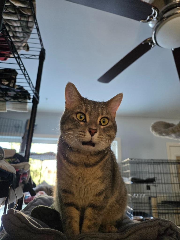 Linus, Adoptable, Young Male Domestic Short Hair.