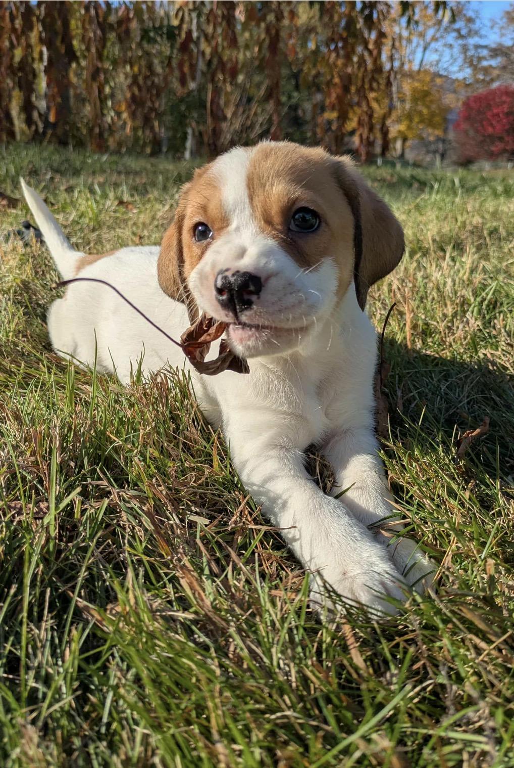 Rose (Penny's Puppies)