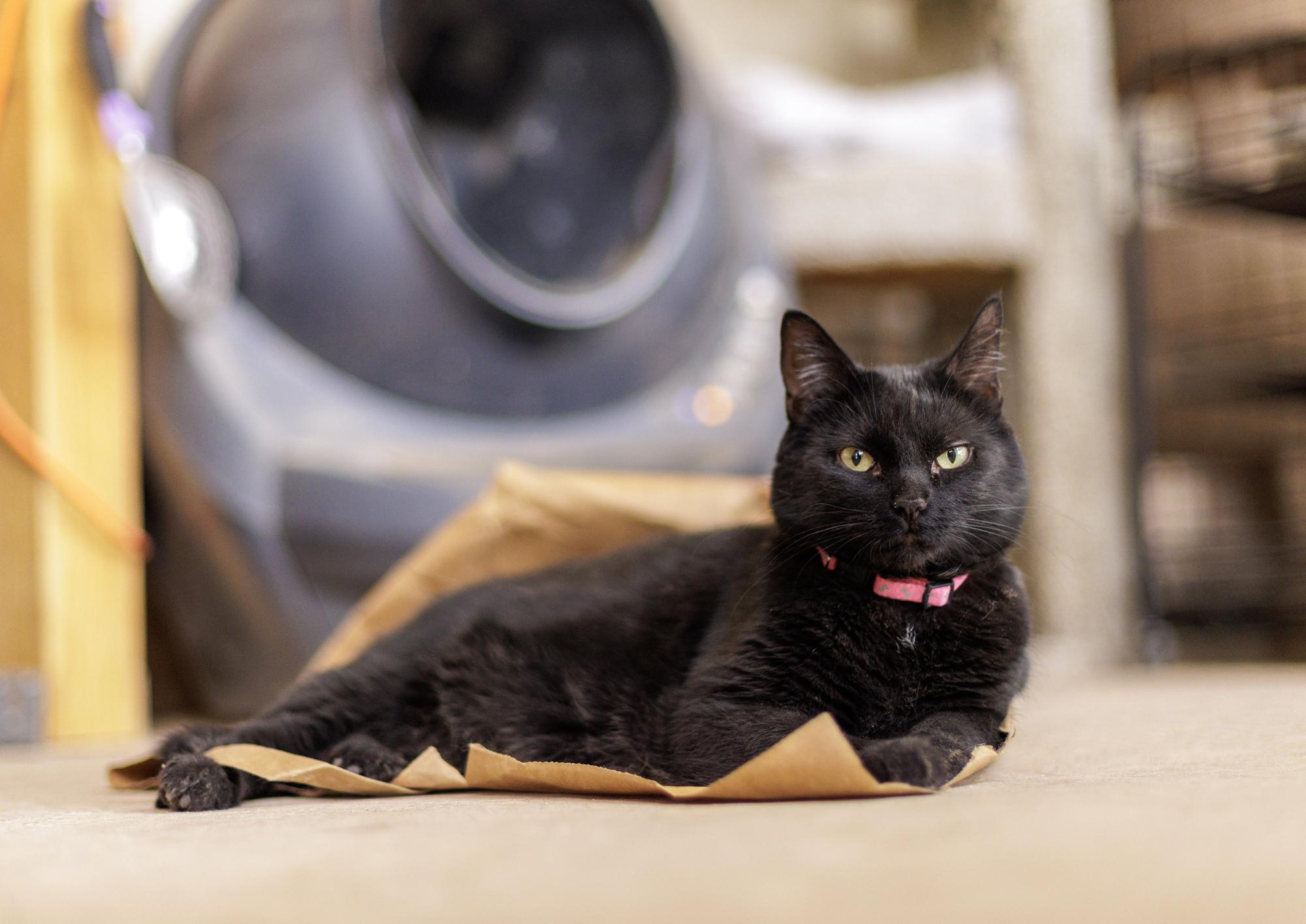 Enlarge Lucifer, a ADOPTABLE Domestic Short Hair in Marana, AZ image 1/1