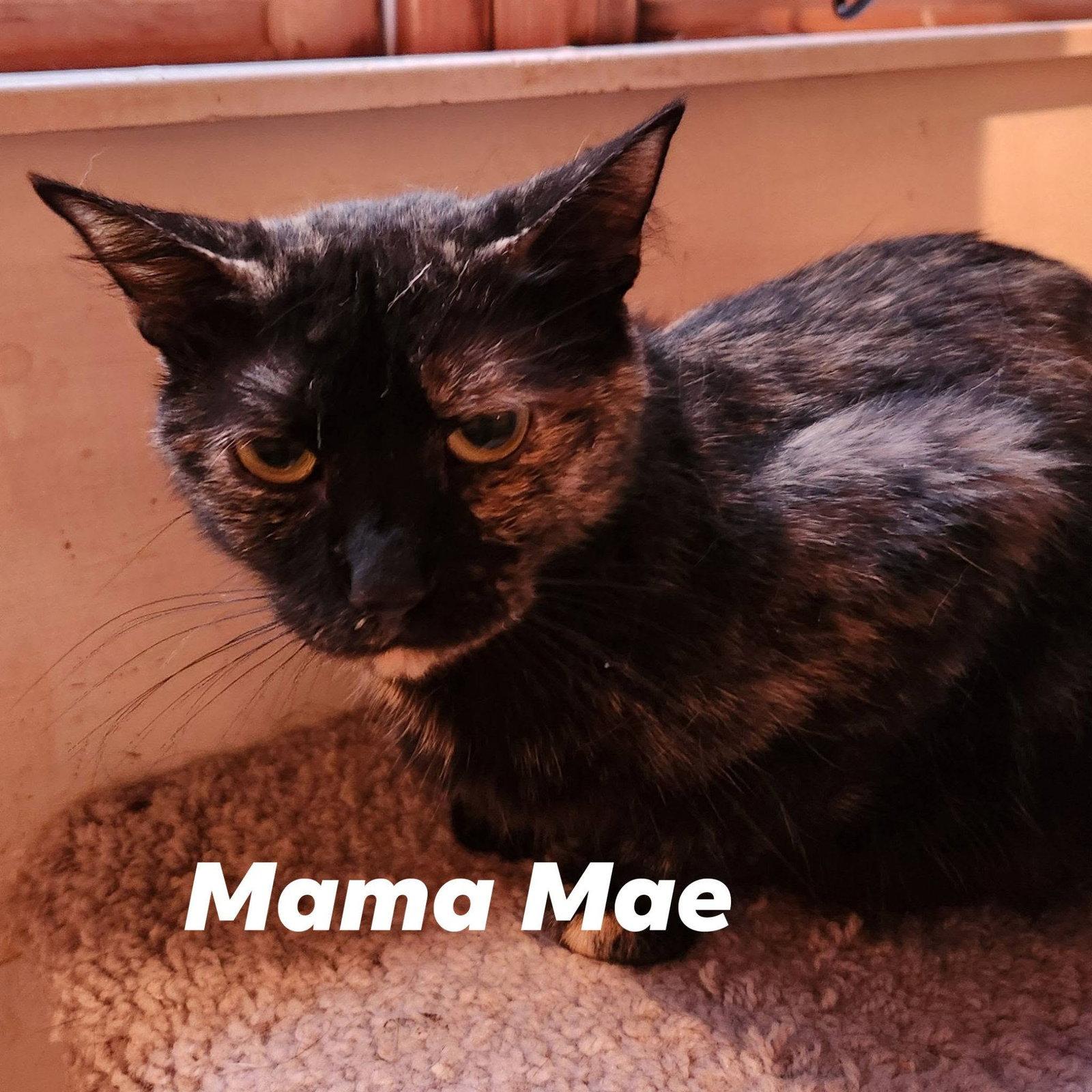 Enlarge Mae, a Adoptable mixed breed in Cuyahoga Falls, OH image 1/2
